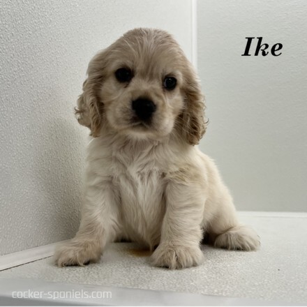 puppy, for, sale, Cocker Spaniel, Joe & Cherri  Overlease, dog, breeder, Miller, MO, dog-breeder, puppy-for-sale, forsale, nearby, find, puppyfind, locator, puppylocator, aca